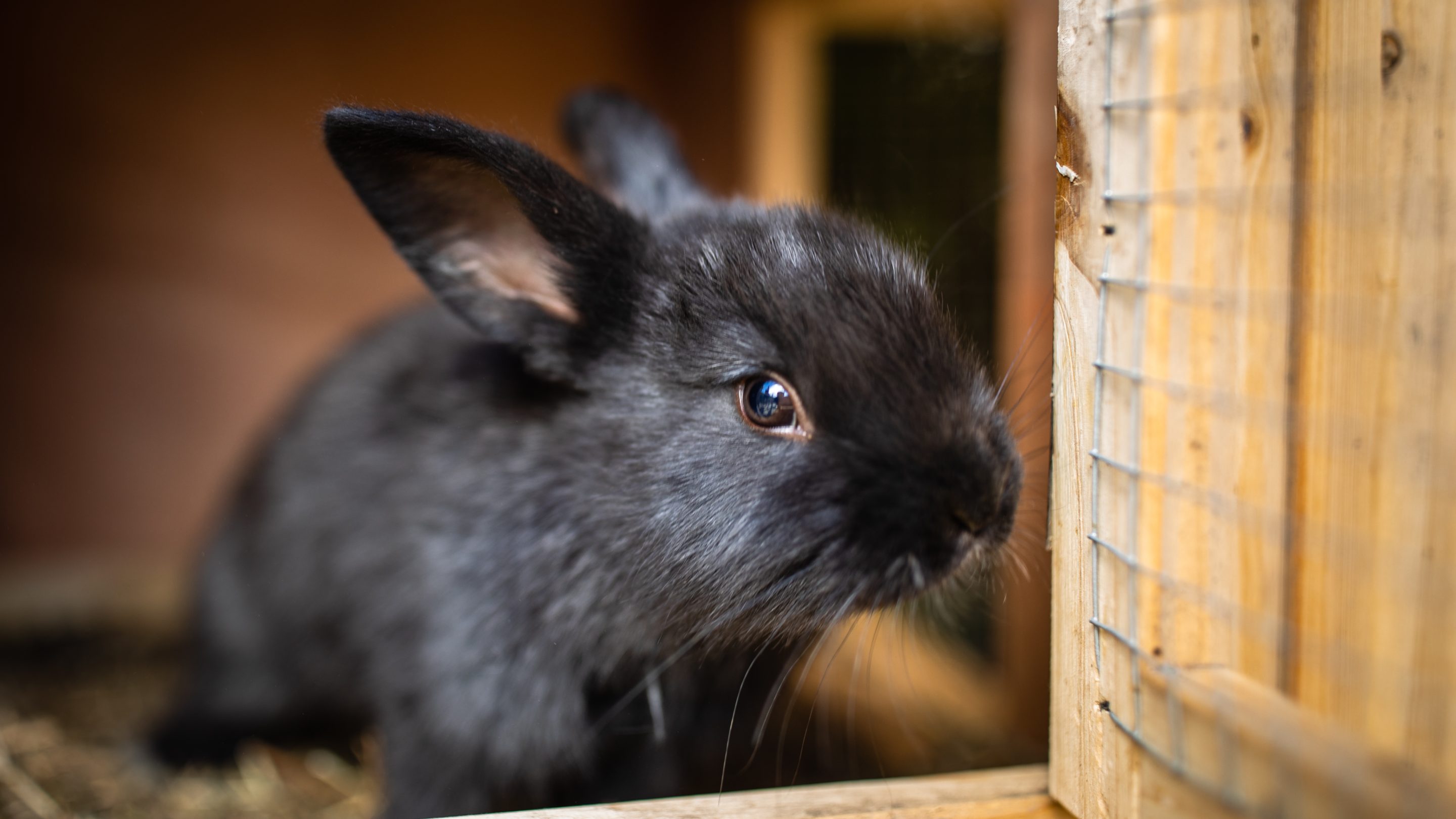 dierenbescherming banner