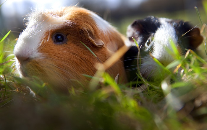 dierenbescherming banner