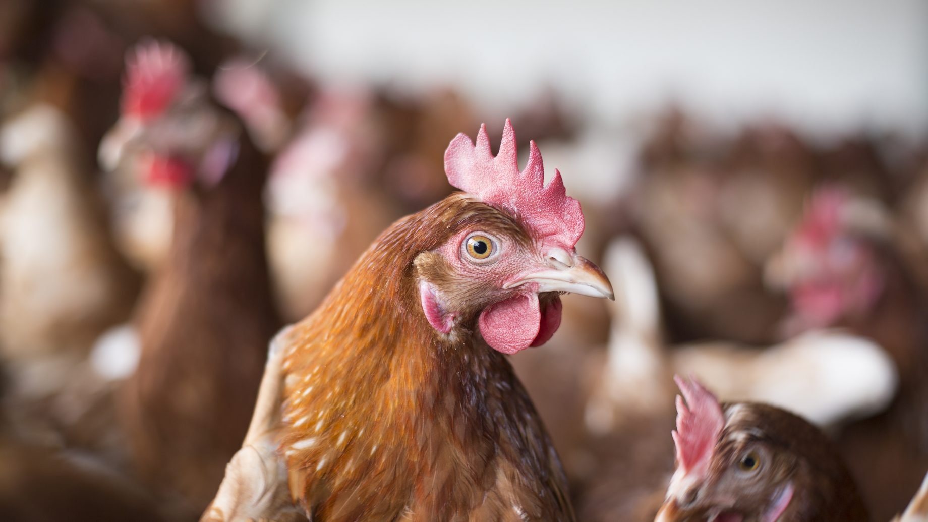 dierenbescherming banner