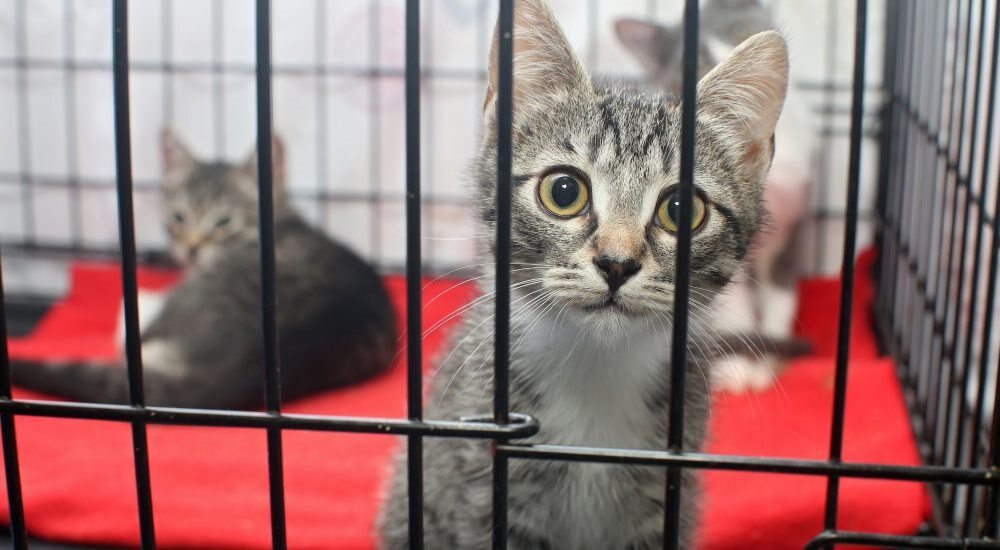 Kat in asiel met dierenverzorger