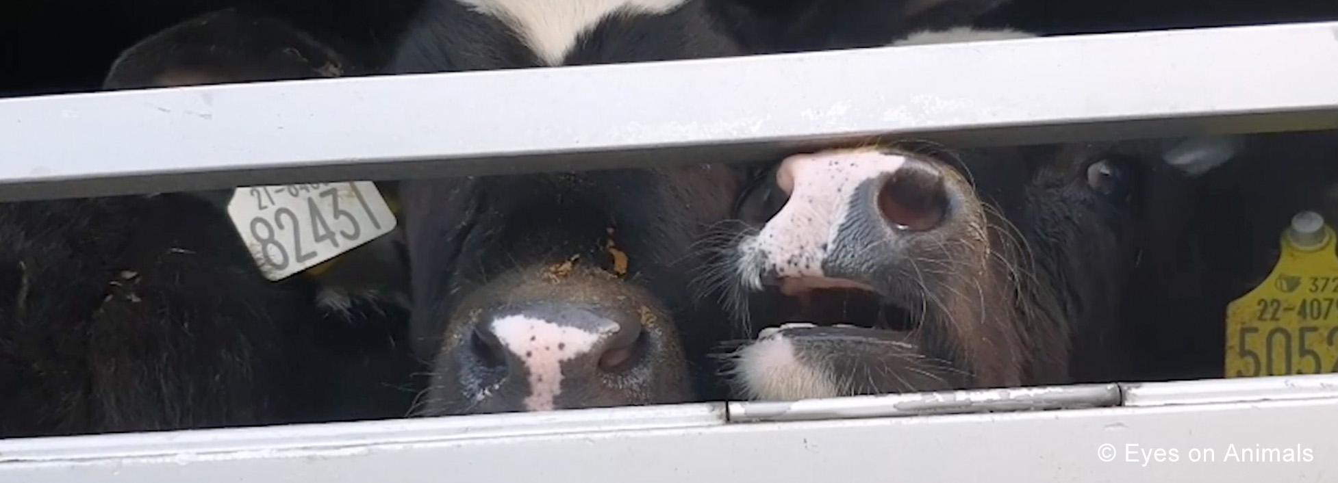 dierenbescherming banner