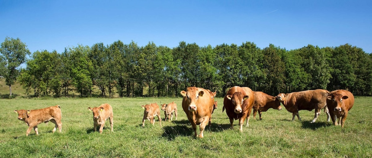 dierenbescherming banner