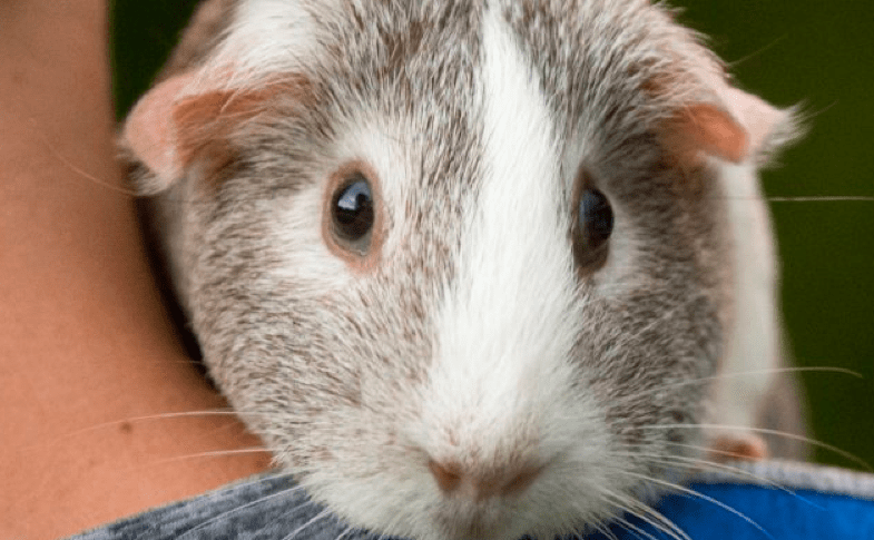 dierenbescherming banner