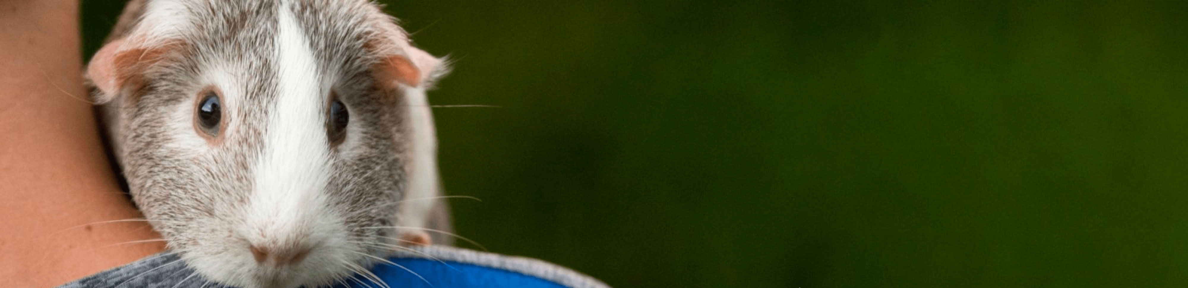 dierenbescherming banner