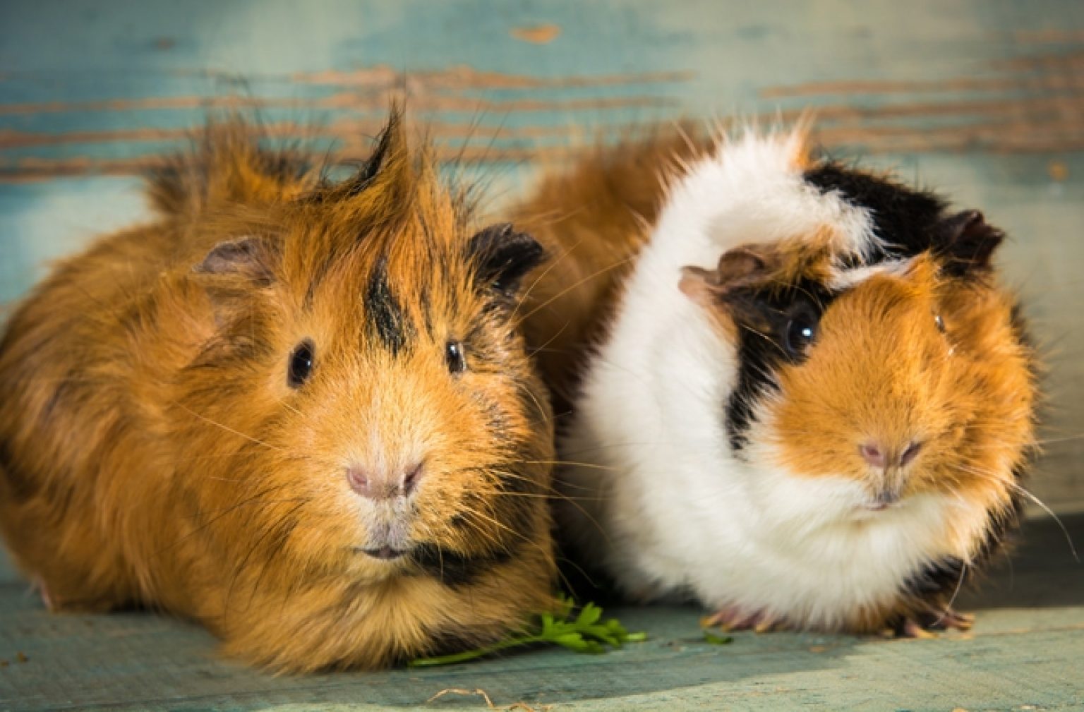dierenbescherming banner