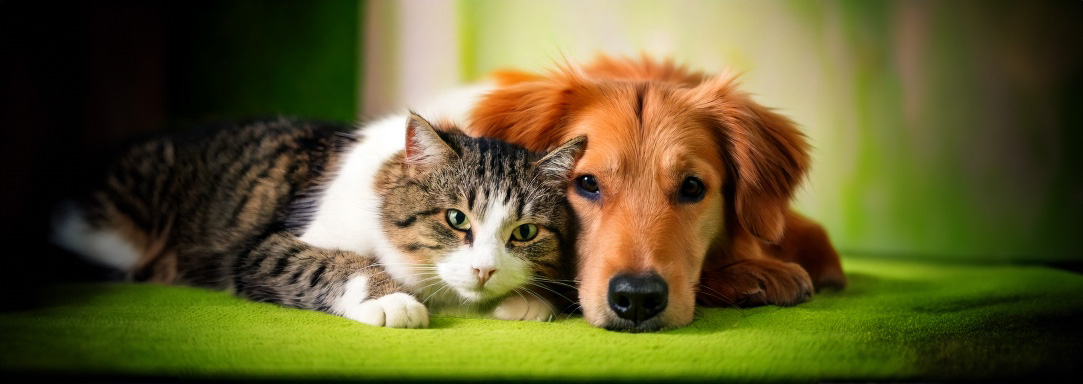 Hond wordt verzorgd door dierenarts