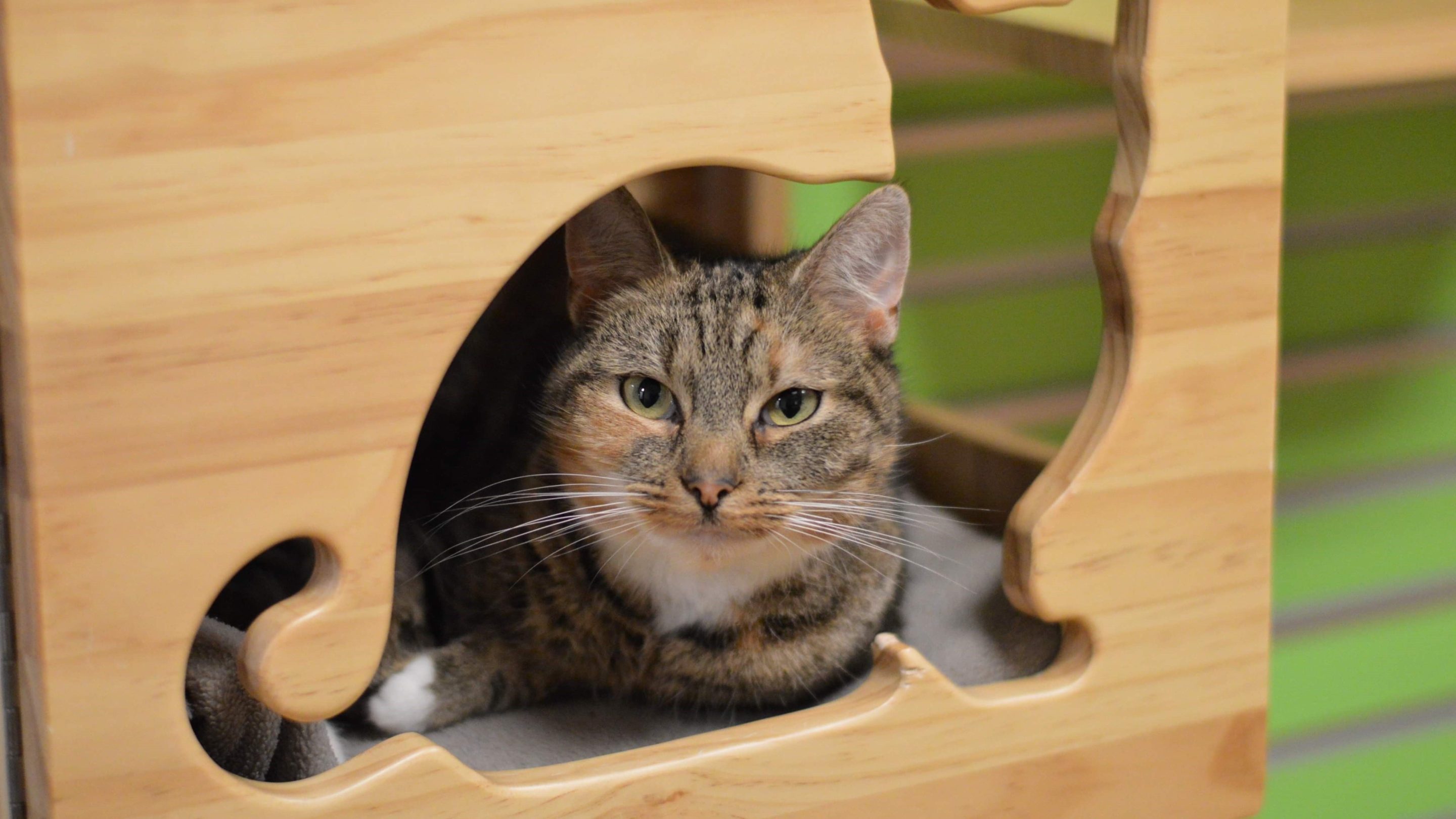 dierenbescherming banner