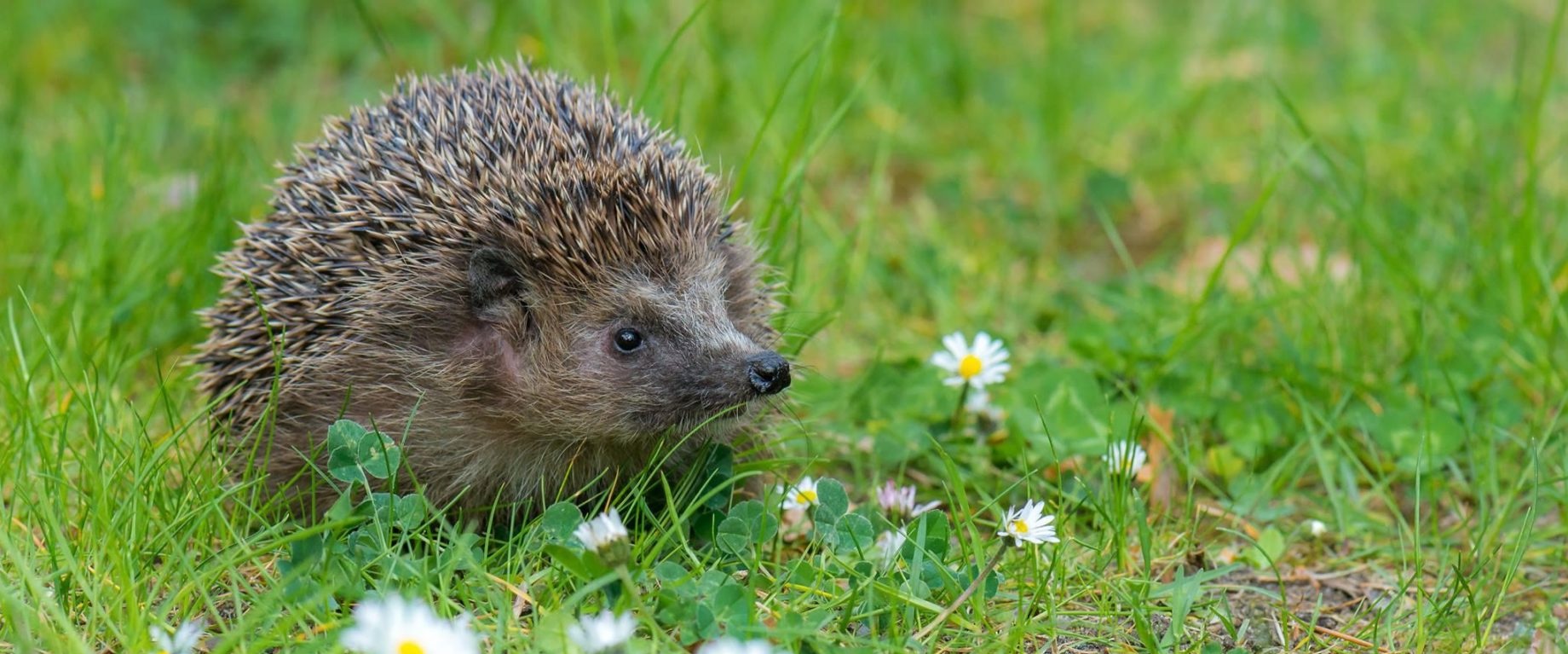 dierenbescherming banner