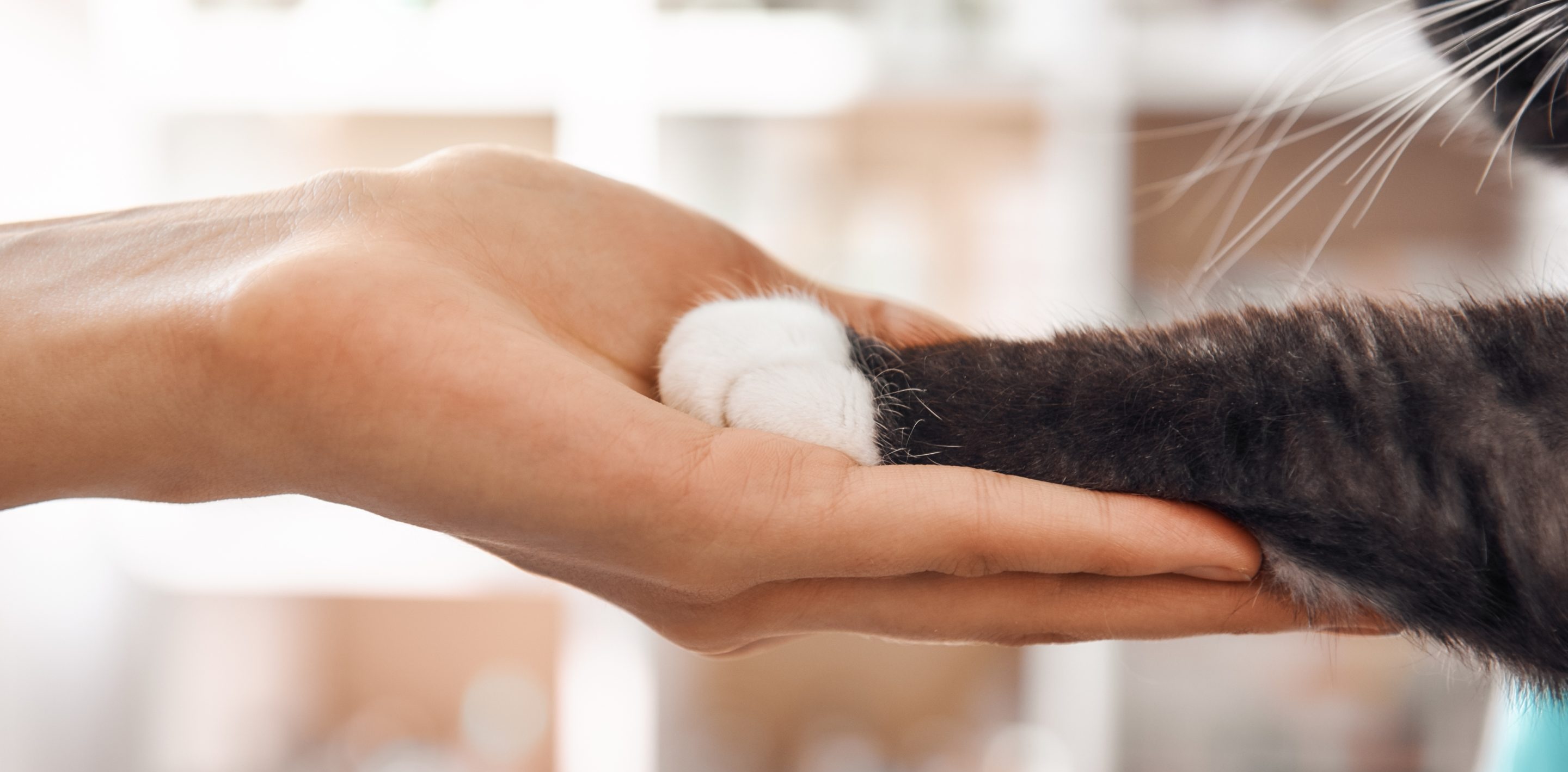 dierenbescherming banner