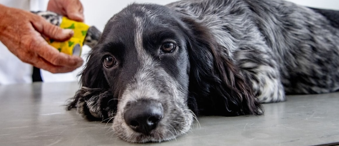 dierenbescherming banner