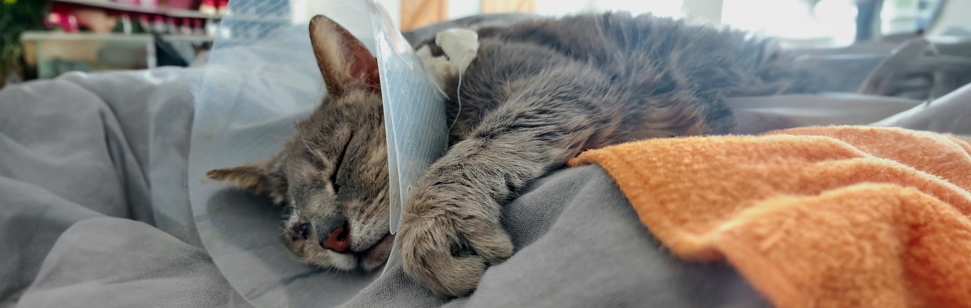 Hond wordt verzorgd door dierenarts