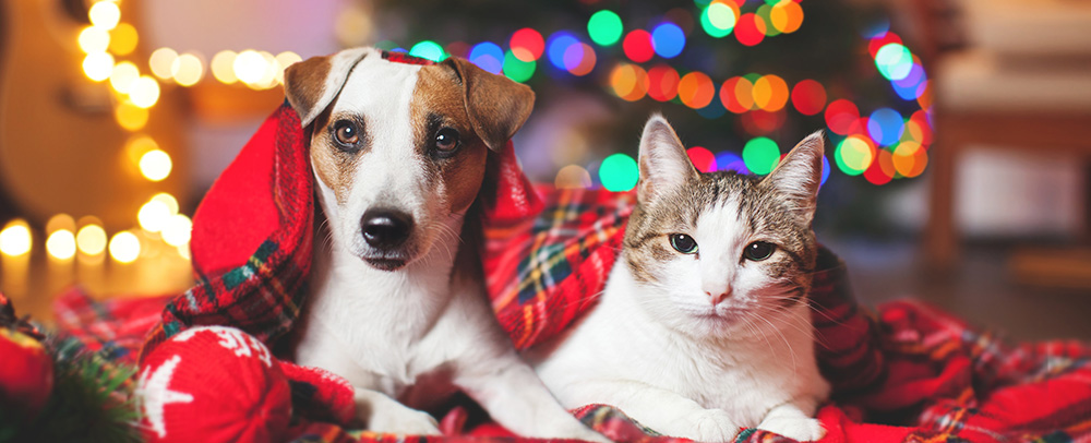 Hond wordt verzorgd door dierenarts