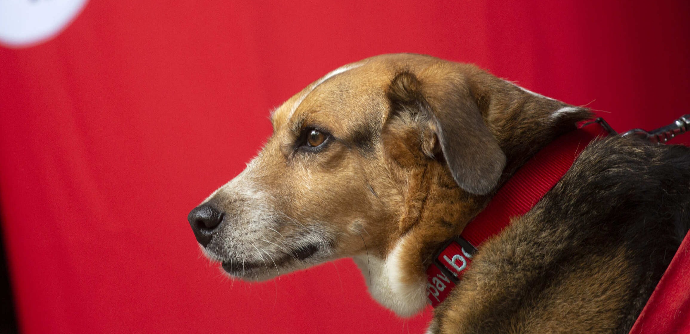 Adopteer hond Kaya