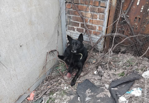 Noodhulp voor Oekraïne