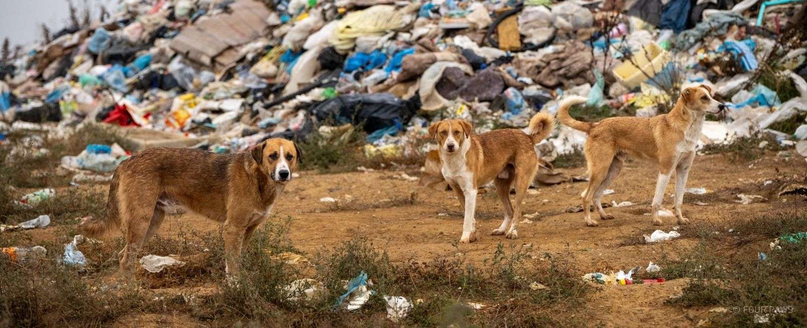 Help zwerfdieren in nood