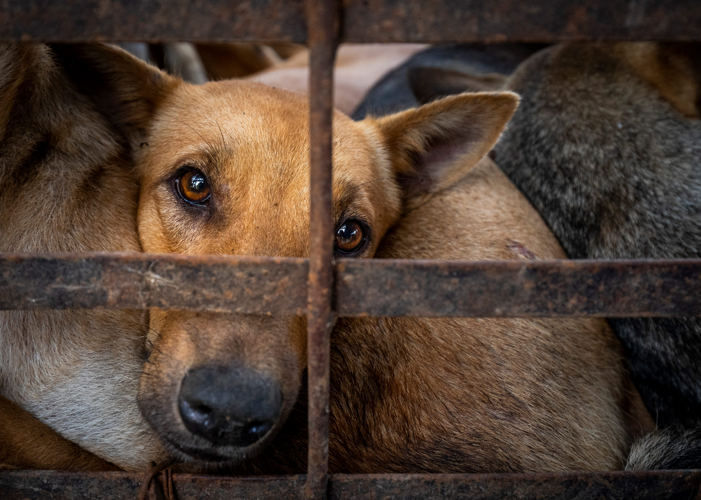 Red honden en katten van de slachthuizen met een donatie