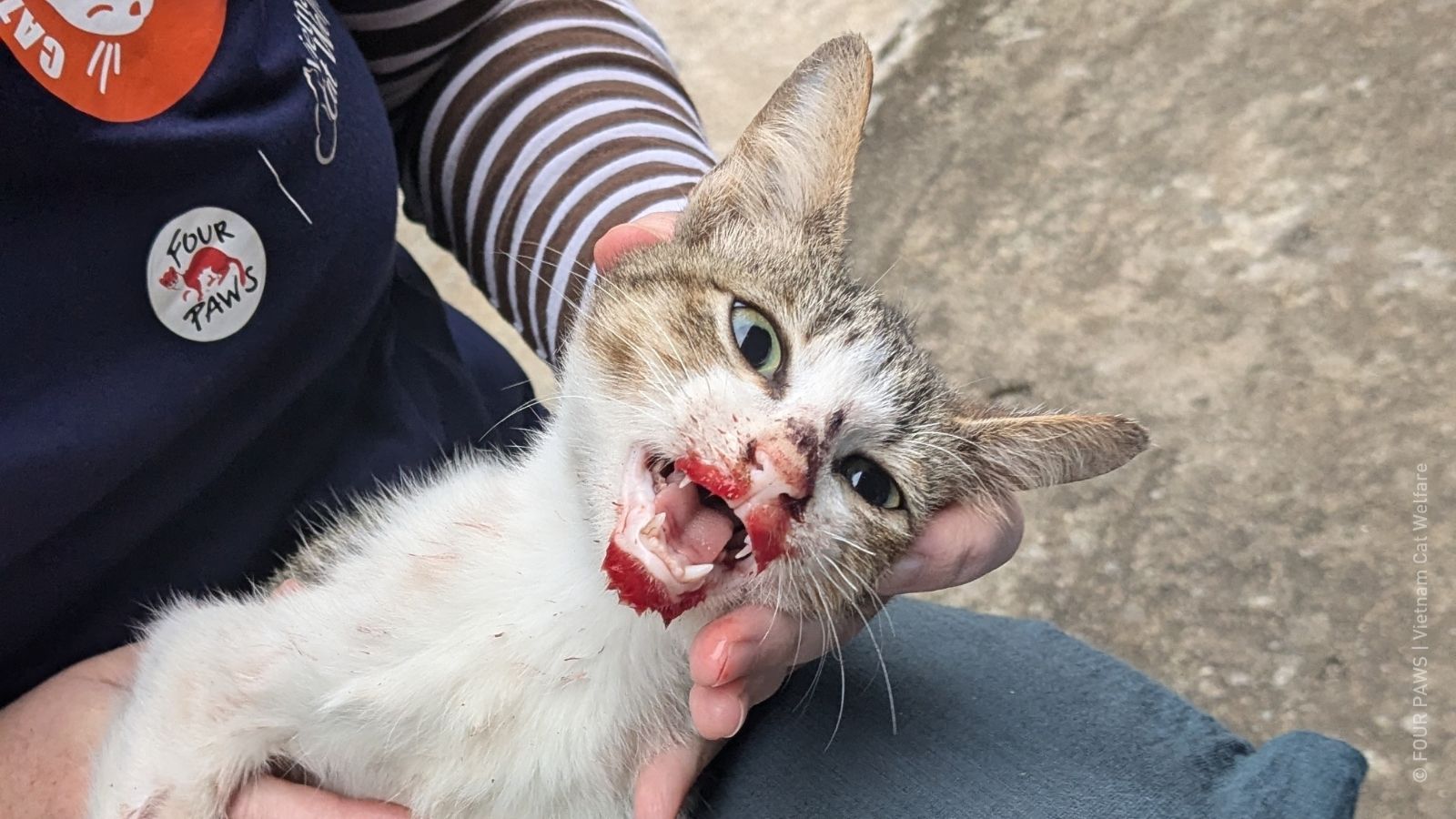 Help zwerfdieren in nood