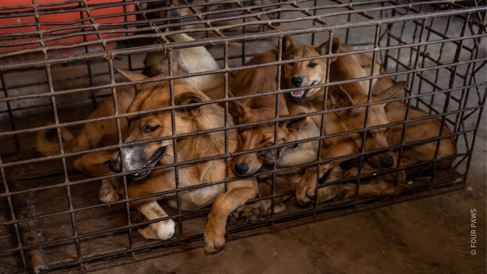 Red honden en katten van de slachthuizen met een donatie