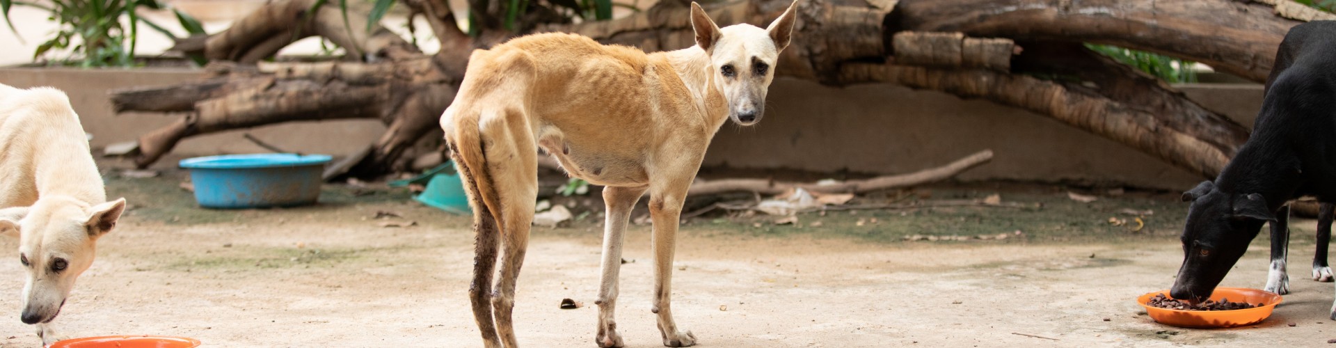Help zwerfdieren in nood