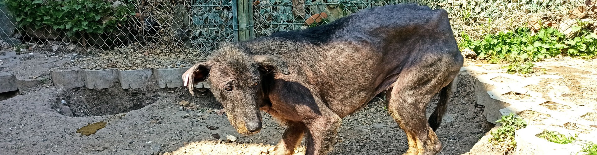 Help zwerfdieren in nood