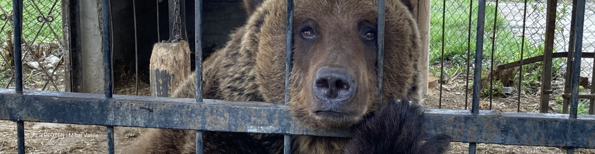 Help VIER VOETERS in de strijd tegen dierenleed